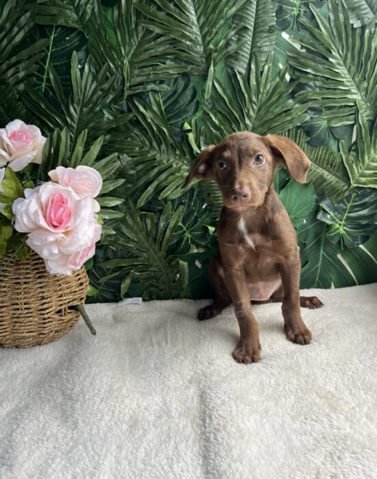 MILLIE