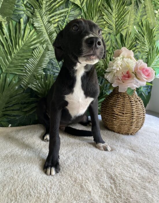 GUS