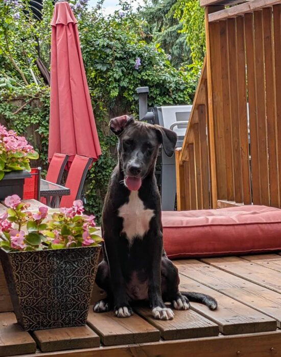 GUS