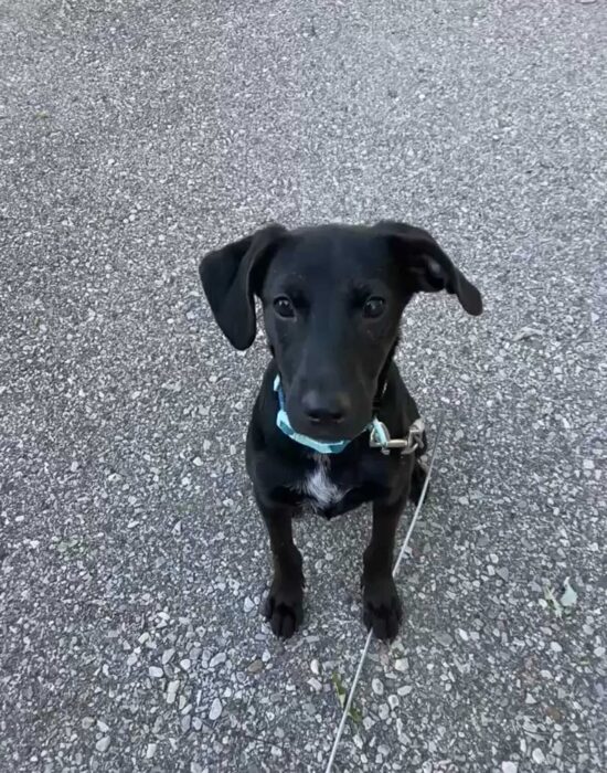 Onyx
