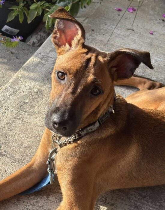 Oakley