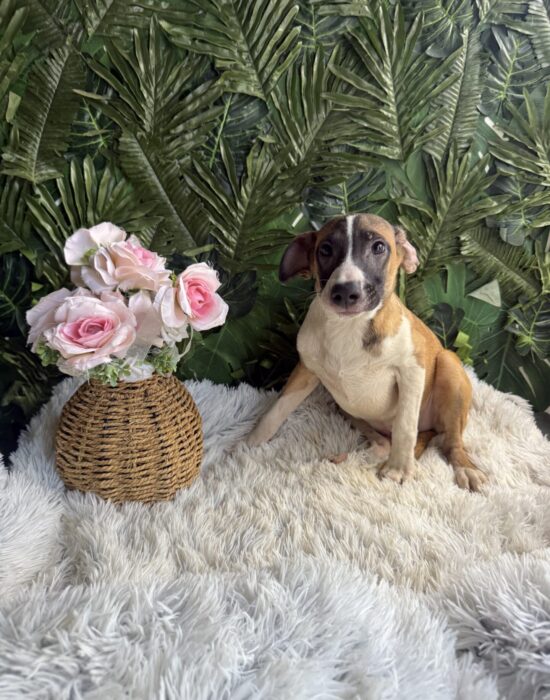 Hyacinth