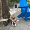 lola