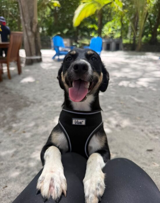 LULUBELLE