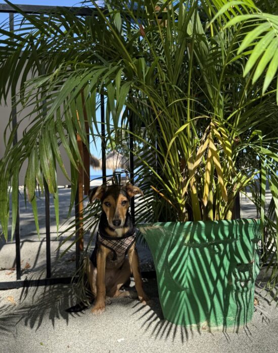 BONGO